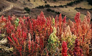 Zutaten und Nährstoffe von Naturkost Ehlers Vitalkost: Superfood Quinoa